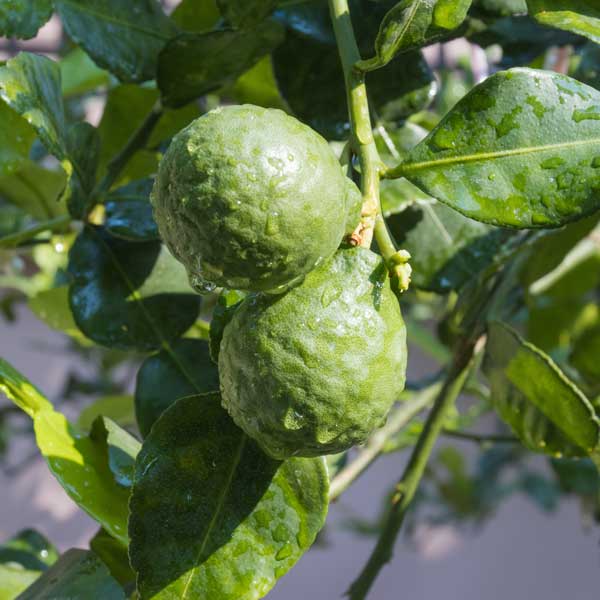 Earl Grey Tea  Bergamia Tea Ltd